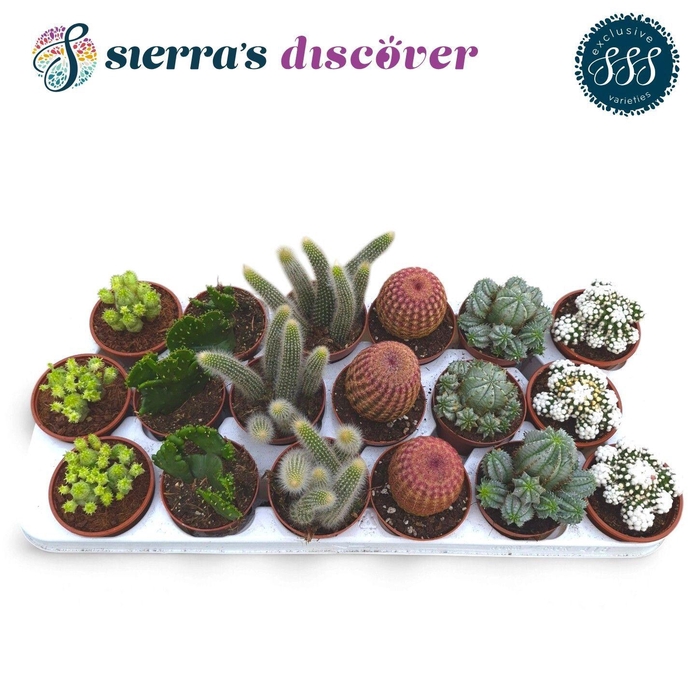 <h4>CACTUS GEM</h4>