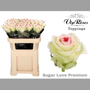 R GR SUGAR LOVE PREMIUM
