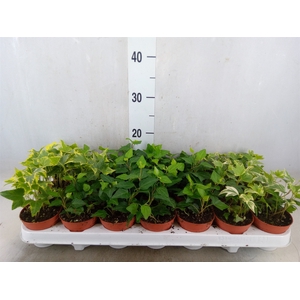 Hedera   ...mix