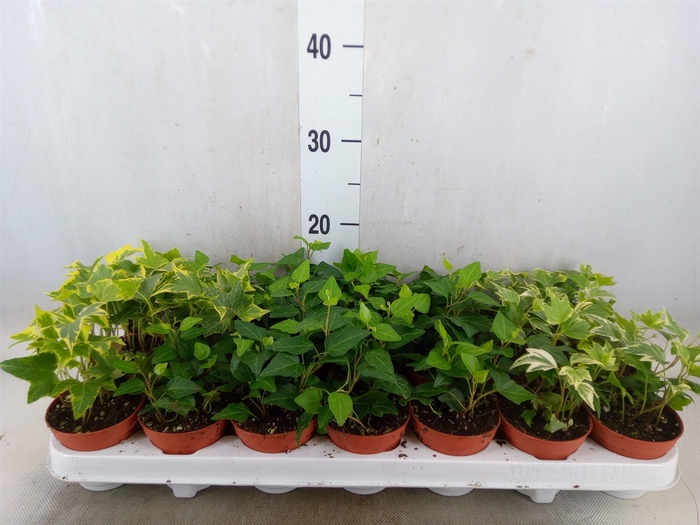 <h4>Hedera   ...mix</h4>