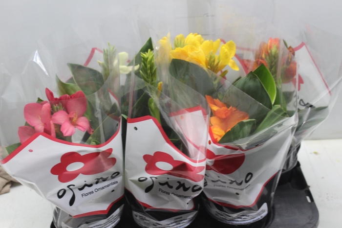 <h4>CANNA INDICA P15</h4>