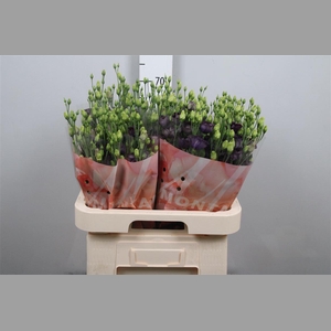 Eus E Bohemian Black Vio