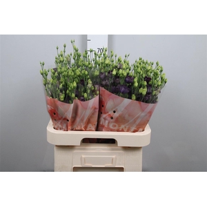 Eus E Bohemian Black Vio