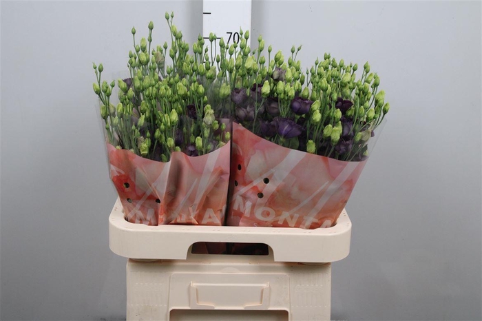 <h4>Eus E Bohemian Black Vio</h4>