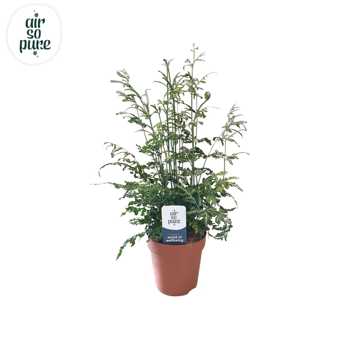 <h4>Pteris ensiformis 'Evergemiensis'</h4>