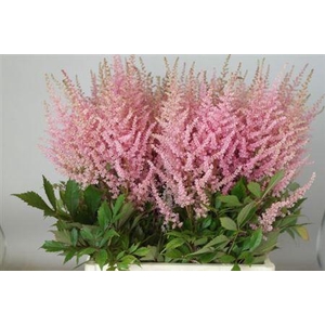 Astilbe Erika Pink 740cm