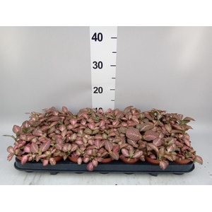 Fittonia  'Mosaic Pink Forest Flam'