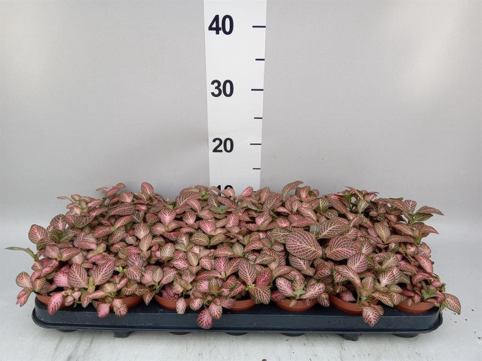<h4>Fittonia  'Mosaic Pink Forest Flam'</h4>