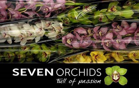 <h4>Cymb Mixed Stems</h4>