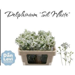 DELPH EN M SIL WHITE