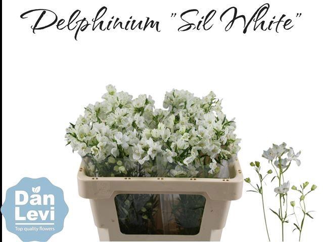 <h4>DELPH EN M SIL WHITE</h4>