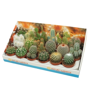 Cactus Gemengd Showdoos