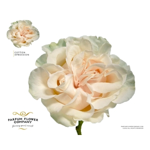 Rosa Garden Cotton Xpression
