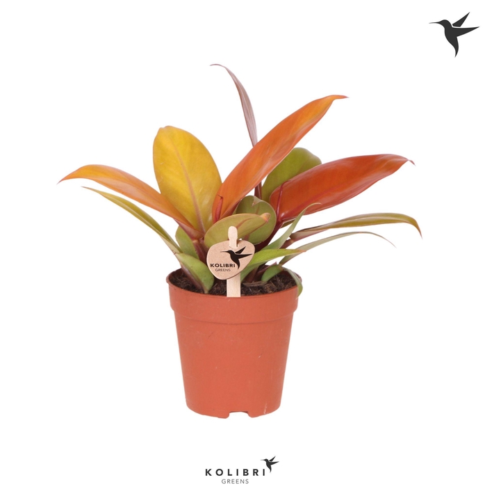 <h4>Kolibri Greens Philodendron Ruby red</h4>