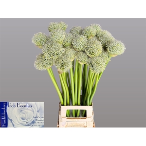 Allium White Giant