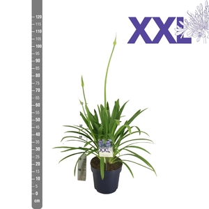 Agapanthus blauw pot 27 Eydori grootbl. knop in gewas