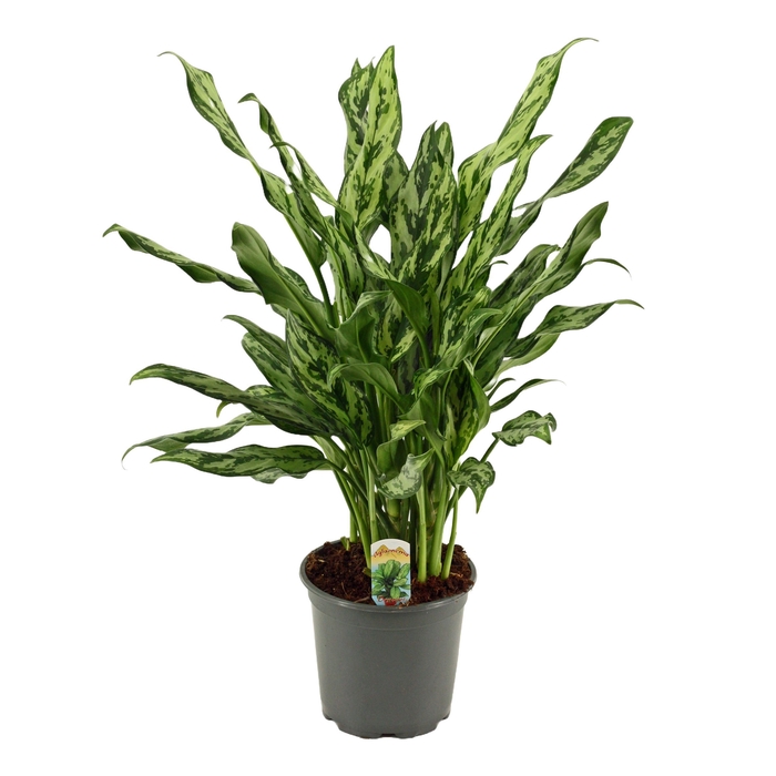 <h4>Aglaonema 17 cm Miss Julliette</h4>