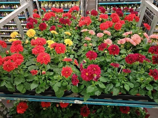 <h4>DAHLIA ROYAL GEM</h4>