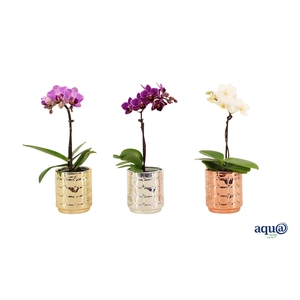 Mason Mix Tiny Dolls Mix 1T7+ Aqu@