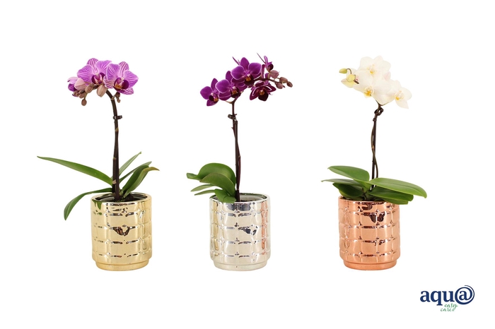 <h4>Mason Mix Tiny Dolls Mix 1T7+ Aqu@</h4>