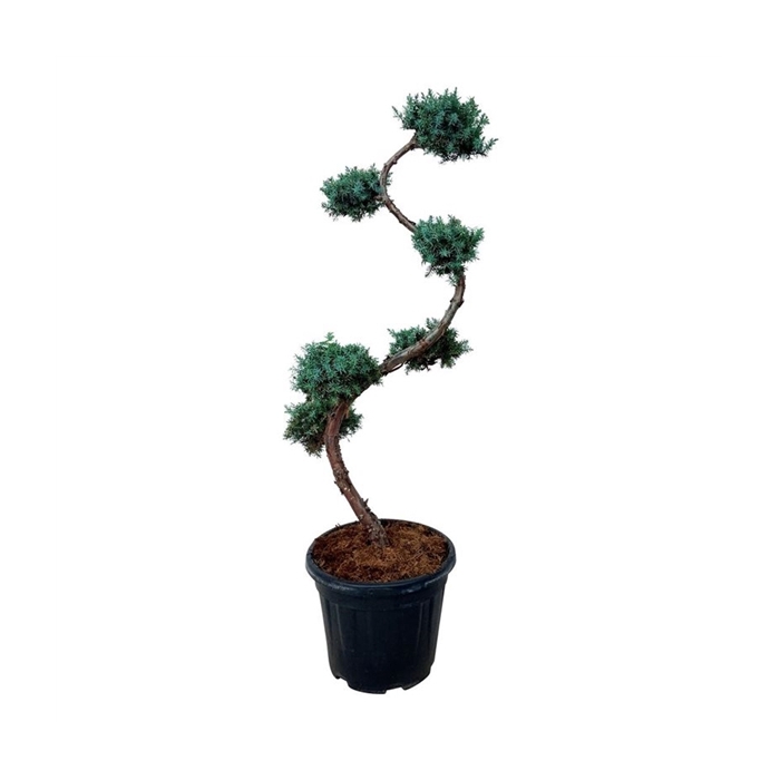 <h4>Juniperus chin. 'Blue Alps'</h4>