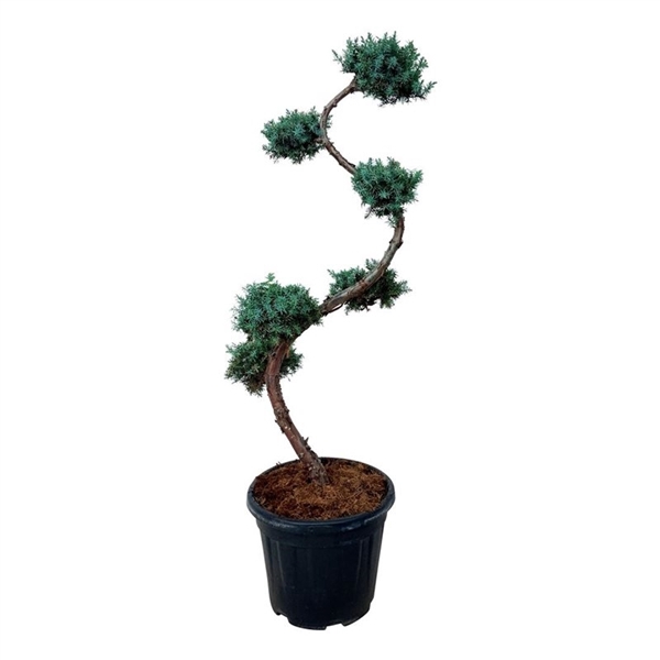 <h4>Juniperus chin. 'Blue Alps'</h4>