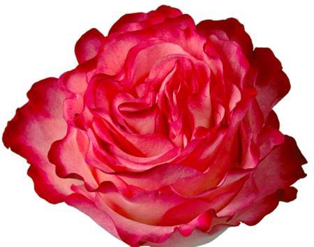<h4>Rosa a grande fleur Enchantment</h4>