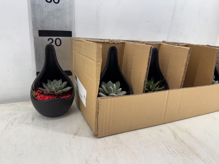 <h4>ARR SUCCULENTEN</h4>