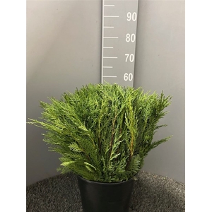 C Thuja Picata Adrovirens