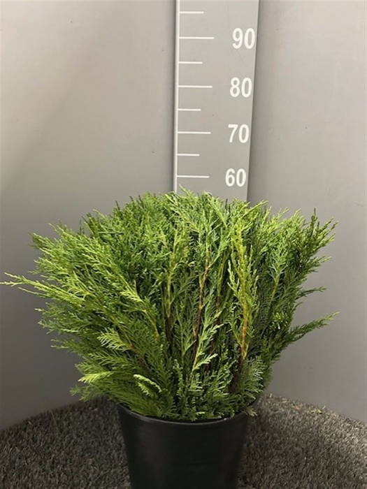 <h4>C Thuja Picata Adrovirens</h4>