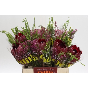 BQ Protea Sharon SFB