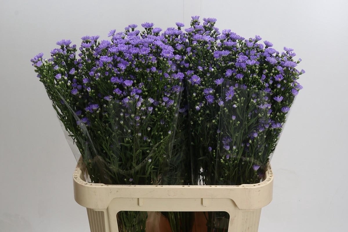 <h4>Aster Cassandra</h4>