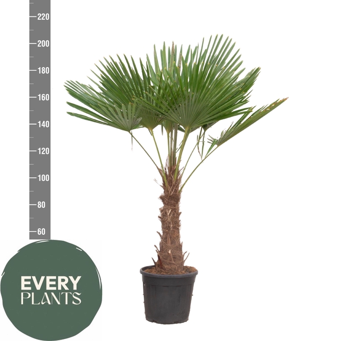 <h4>TRACHYC FORTUNEI</h4>