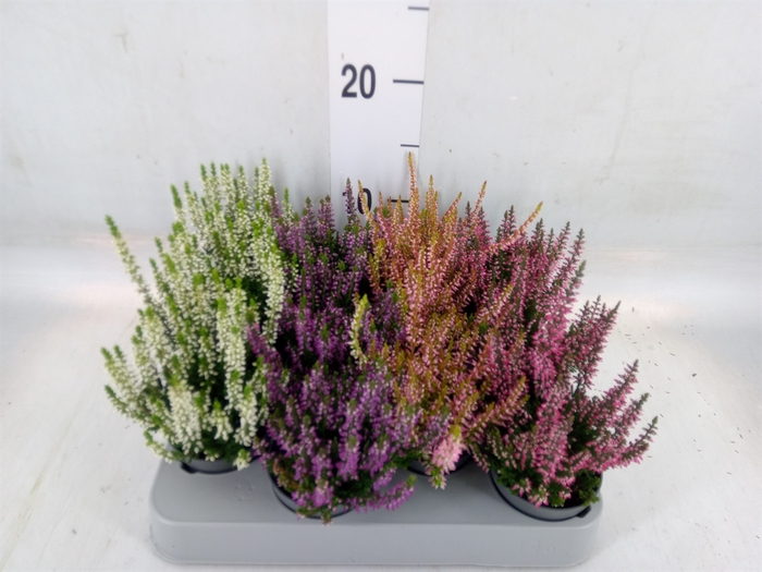 <h4>Calluna vulg. 'Beauty L'  ..mix</h4>