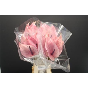 Anthurium Bellanca