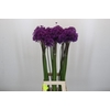 Allium Purple Sensation