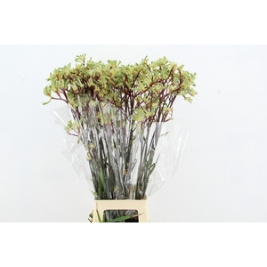 ANIGOZ ARANKA 90CM