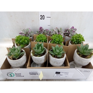 Arr.   Kamerplant Groen L%