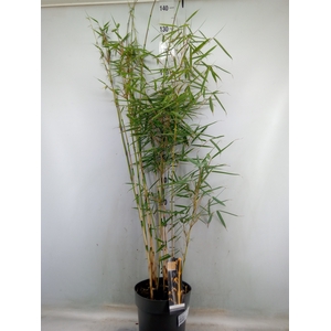 Fargesia robusta 'Campbell'