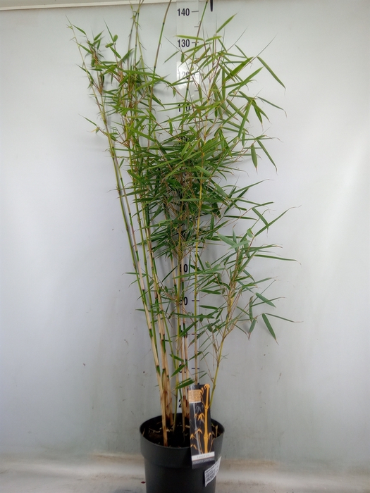 <h4>Fargesia robusta 'Campbell'</h4>