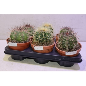 Cactus Ov