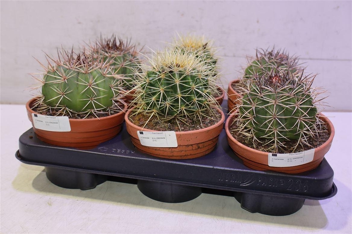 <h4>Cactus Ov</h4>