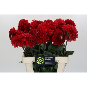 Dahlia Red Flag