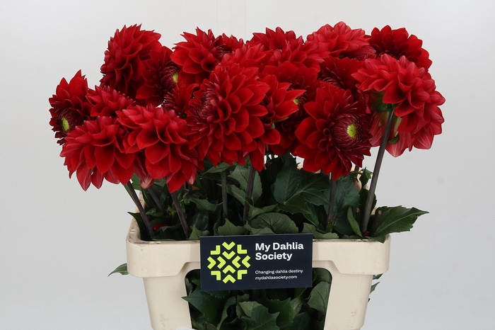 <h4>Dahlia Red Flag</h4>