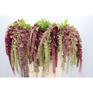 Amaranthus Caudatus Mira