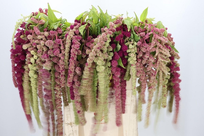 <h4>Amaranthus Caudatus Mira</h4>