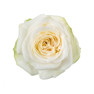 Rosa Premium Candlelight