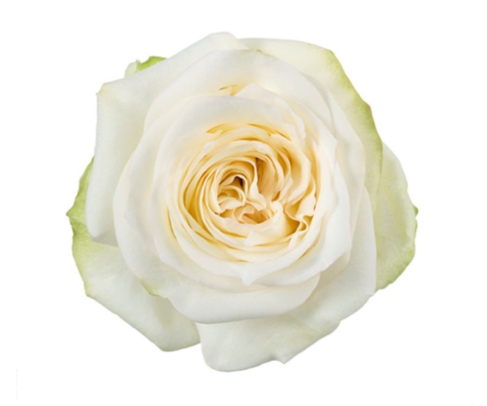 <h4>Rosa Premium Candlelight</h4>