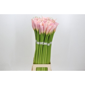 Zantedeschia Eydolls Pink