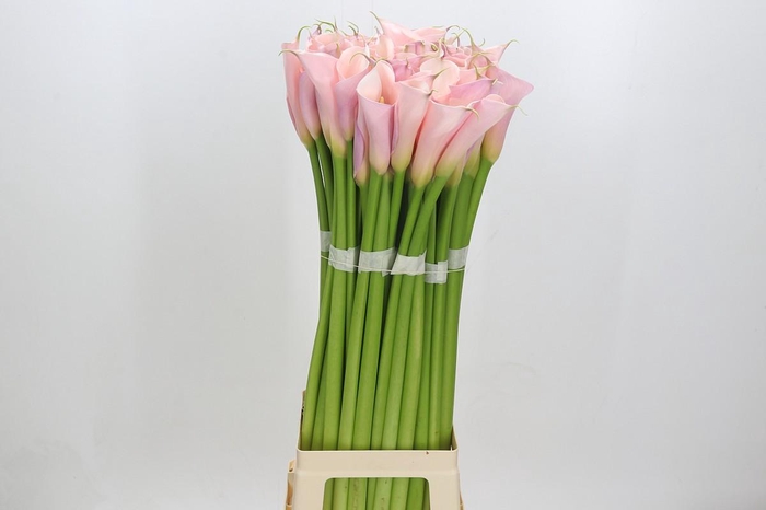 Zantedeschia Eydolls Pink